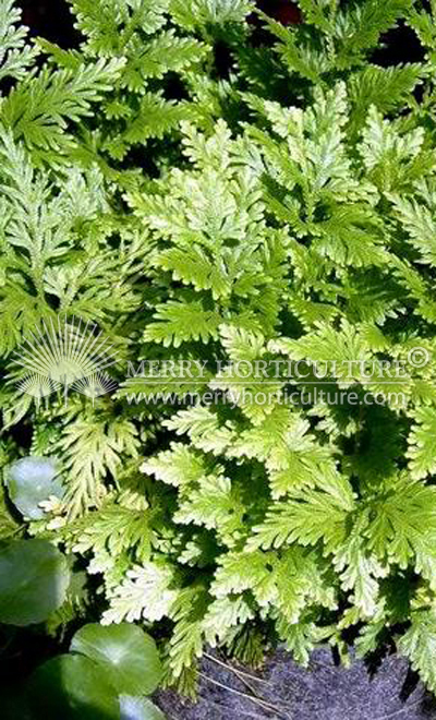 Selaginella uncinata